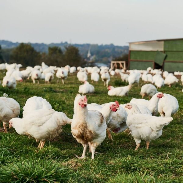 Organic Chicken: Healthy Eating, Benefits