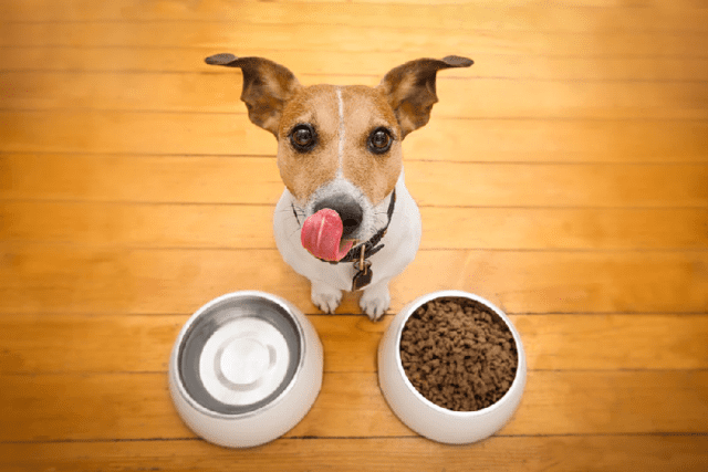 Why are raw pet foods better than cooked foods?